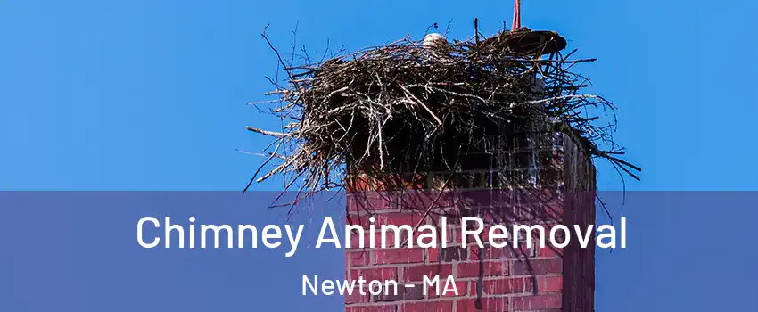  Chimney Animal Removal Newton - MA