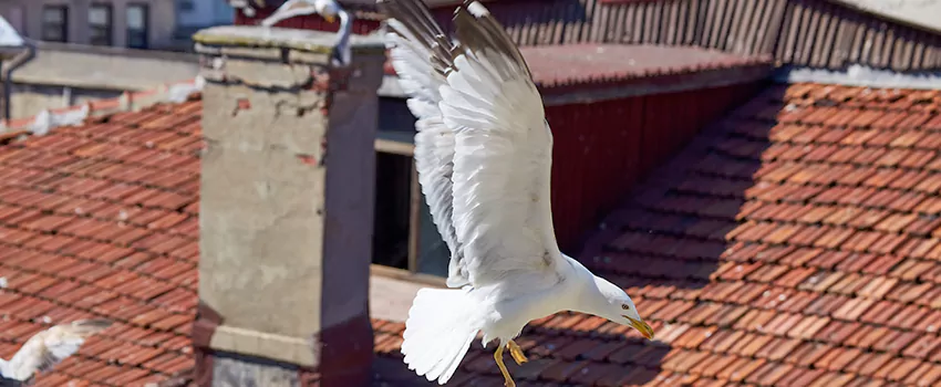 Residential Chimney Animal Removal Solution in Newton, MA