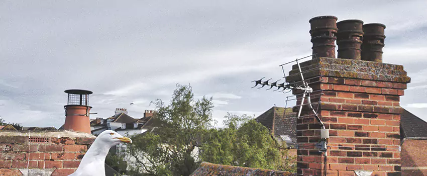 Chimney Cleaning And Restoration in Newton, Massachusetts